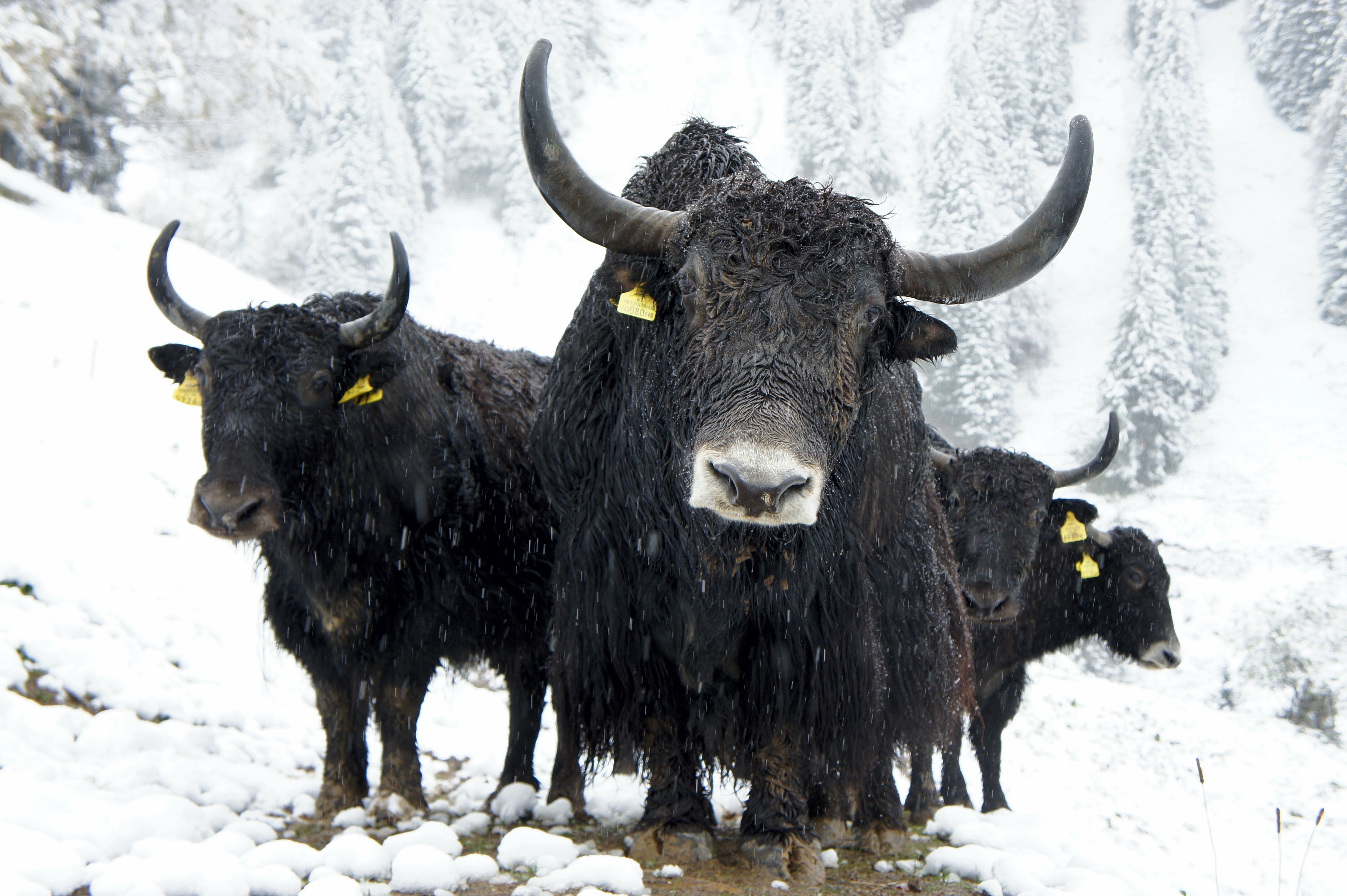 Four black yaks on a dirt path in a snow-covered mountain landscape. One yak is in the lead, staring into the camera; three yaks are behind.